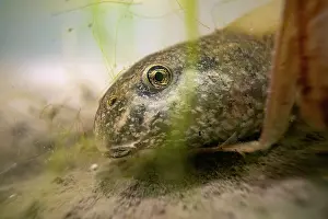 Anura Prints: Midwife toad (Alytes obstetricans) tadpole hiding behind algae at bottom of pond
