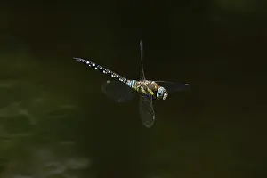 Darner Dragonfly Prints: Migrant hawker (Aeshna mixta) in flight, Norfolk, England, UK. September
