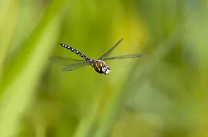Migrant Hawker dragonfly (Aeshna mixta latrielle) male in flight, Wiltshire, England