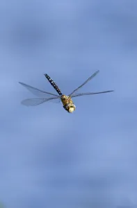 Males Prints: Migrant Hawker dragonfly (Aeshna mixta latrielle) male in flight, Wiltshire, England