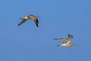 Sandpiper Prints: Two migrating Common curlews (Numenius Arquata) in flight against blue sky