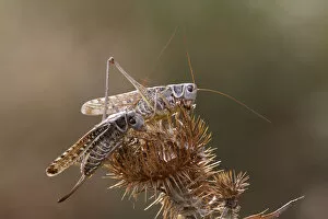 Two Migratory locusts (Locusta migratoria) feeding on vegetation, Bagerova Steppe
