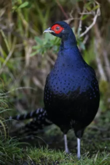 Images Dated 22nd January 2021: Mikado pheasant (Syrmaticus mikado) male, close up photo, Taiwan