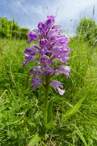 Orchis Prints: Military orchid (Orchis miliitaris) a very rare orchid in Britain