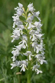 Orchis Prints: Military orchid (Orchis militaris) in flower, Albino. Estonia. May