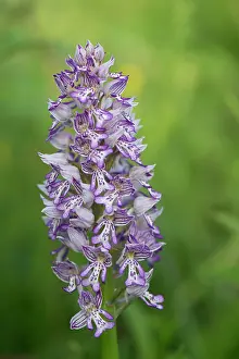 Lilianae Prints: Military orchid (Orchis militaris) in flower, Estonia. May