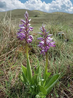 Orchis Prints: Military orchid (Orchis militaris) in flower on hillside, Gran Sasso, Abruzzo, Italy. May