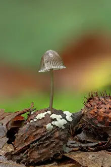 Fungi Prints: Milking bonnet (Mycena galopus galopus) growing out of a fallen Beech mast