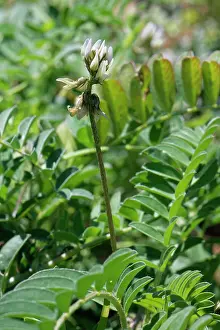 Botanical Garden Prints: Milkvetch (Astragalus edulis) in flower
