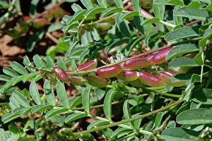 Botanical Garden Prints: Milkvetch (Astragalus edulis) with seed pods