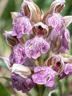 Orchids Prints: Milky orchid (Neotinea lactea) in flower, Gargano, Puglia, Italy. April