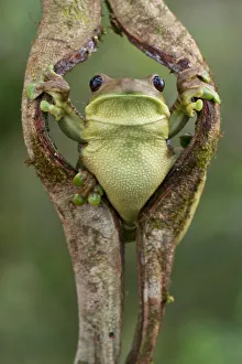 Milky tree frog (Trachycephalus typhonius) looking out through hole in bark, Yasuni National Park