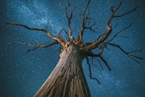 2020 January Highlights Collection: Milky Way over an English oak tree (Quercus robur), at night, Brecon Beacons National