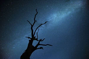 2018 March Highlights Collection: Milky way over Oak tree (Quercus robur) Brecon Beacons National Park, International