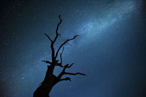 French Oak Prints: Milky way over Oak tree (Quercus robur) Brecon Beacons National Park, International
