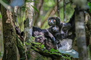 Milne-Edward's sifaka (Propithecus edwardsi) female with infant sitting in tree, Ranomafana National Park, south east Madagascar. Endangered