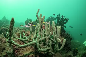 Fiji Prints: Three Mimic filefish (Paraluteres prionurus)