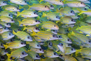 Several mimic goatfish (Mulliodichthys mimicus) hide within a school of Bluestripe snapper