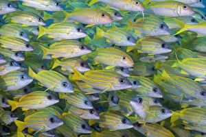 2019 October Highlights Collection: Several mimic goatfish (Mulliodichthys mimicus) hide within a school of Bluestripe snapper