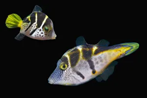 Composite Images Prints: Mimic leatherjacket / Blacksaddle mimic filefish (Paraluteres prionurus) adult and juvenile
