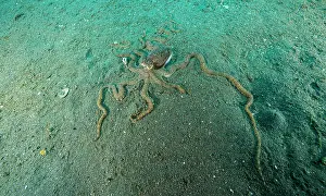 Thaumoctopus Prints: Mimic octopus (Thaumoctopus mimicus) burying itself in sand