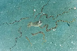 Thaumoctopus Prints: Mimic octopus (Thaumoctopus mimicus) burying itself in sand