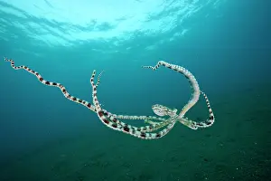 Moving Down Prints: Mimic octopus (Thaumoctopus mimicus) swimming midwater