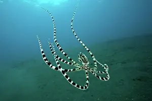 Moving Down Prints: Mimic octopus (Thaumoctopus mimicus) swimming midwater