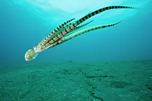 Thaumoctopus Prints: Mimic octopus (Thaumoctopus mimicus) swimming down to seabed