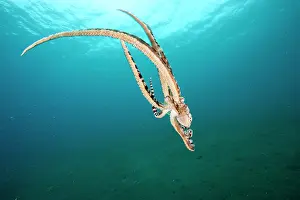 Tentacle Sucker Prints: Mimic octopus (Thaumoctopus mimicus) swimming down to seabed