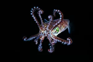 Black Background Gallery: Mimika bobtail squid (Euprymna morsei), Hokkaido, Japan, Pacific Ocean