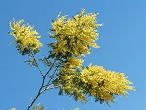 Tuscanny Prints: Mimosa (Acacia dealbata) in flower against blue sky