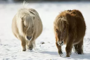 Two Minature Shetland ponies {Equus caballus} in snow, UK