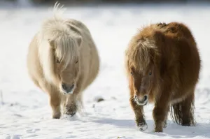 Mark Bowler Prints: Two Minature Shetland ponies {Equus caballus} in snow, UK