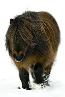 Hairy Prints: Minature Shetland Pony {Equus caballus} in snow, UK