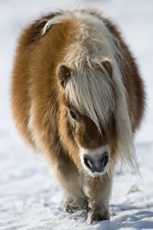 Mark Bowler Prints: Minature Shetland Pony {Equus caballus} in snow, UK
