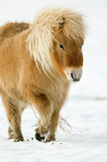 Walking Gallery: Minature Shetland Pony in snow, UK