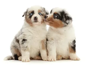Affection Gallery: Two Miniature American shepherd puppies, aged 7 weeks, sitting side by side, portrait