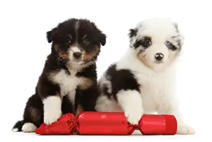 Friendship Prints: Two Miniature American shepherd puppies