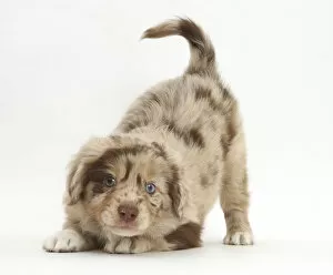 Miniature American shepherd puppy in play-bow