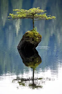 A miniature Douglad fir (Pseudotsuga menziesii) growing out of a stump in the middle of Fairy Lake
