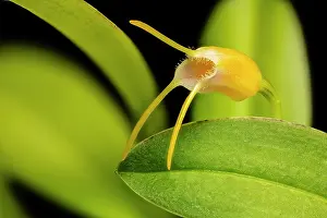 Orchids Prints: Miniature orchid (Masdevallia paivaeana) in flower - cultivated