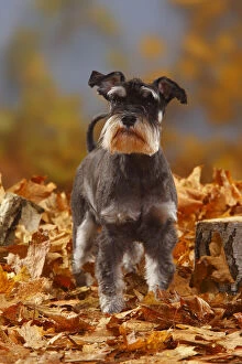 2011 Highlights Collection: Miniature Schnauzer, black-silver coated, standing in autumn foliage