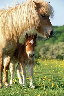 Mark Bowler Prints: Miniature shetland pony (Equus caballus) mother and foal in field, UK