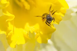 Mining bee (Andrena sp.) at Daffodil (Narcissus sp.) flower, Monmouthshire, Wales