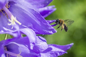 2018 March Highlights Gallery: Mining bee (Andrena sp) flying to Giant harebell (Campanula latifolia), Pentwyn farm SSSI