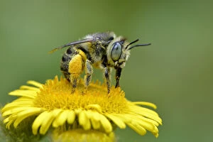 Hymenopterans Gallery: Mining bee / Little flower bee (Anthophora bimaculata) taking nectar and pollen