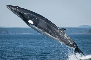 Minke whale (Baelanoptera acutorostrata) breaching, Bay of Fundy, New Brunswick, Canada