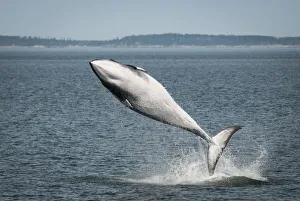 Balaenoptera Prints: Minke whale ( Balaenoptera acutorostrata) breaching, Bay of Fundy, Canada, July
