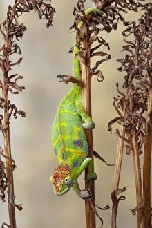 Minors chameleon (Furcifer minor), female, climbing down dried plant stalk